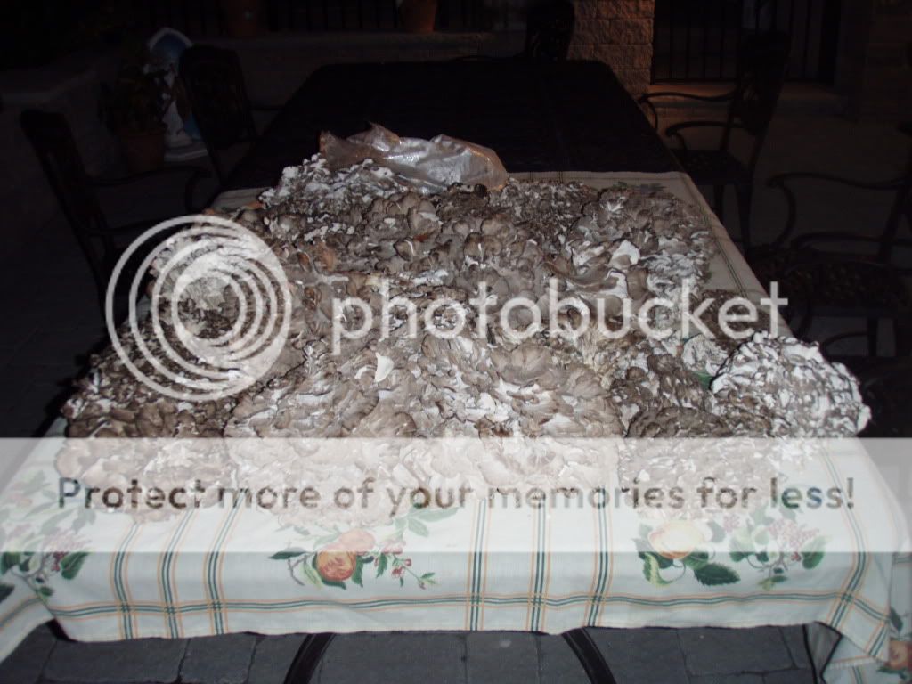 Posted Image
