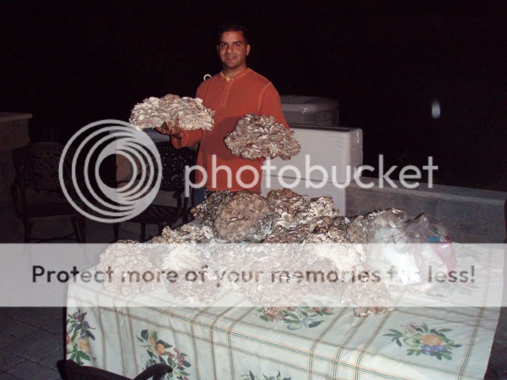 Morel mushrooms? New Jersey Hunters