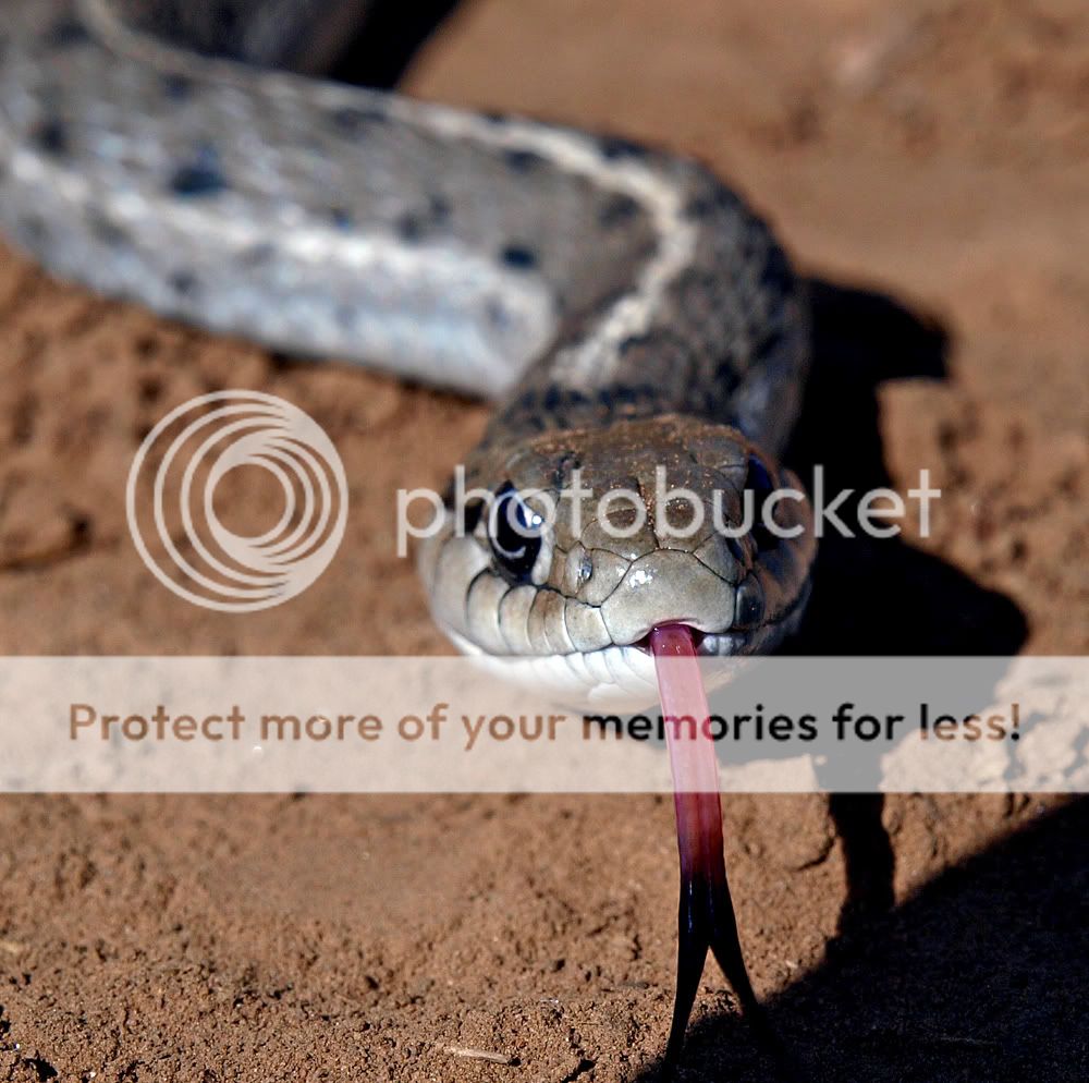 the metabolism of snakes Snakes are long, legless reptiles the endocrine system and metabolism cold-blooded animals like snakes how do snakes maintain homeostasis. the metabolism of snakes Snakes are long, legless reptiles the endocrine system and metabolism cold-blooded animals like snakes how do snakes maintain homeostasis.