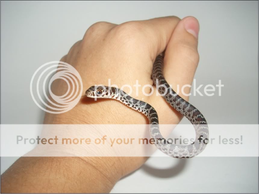 Baby+Black+Racer+Snakes+Pictures Baby Black Racer Snakes Pictures http://geckoforums.net/f33-colubrids ...