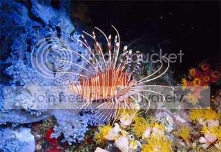 lion-fish Pictures, Images and Photos