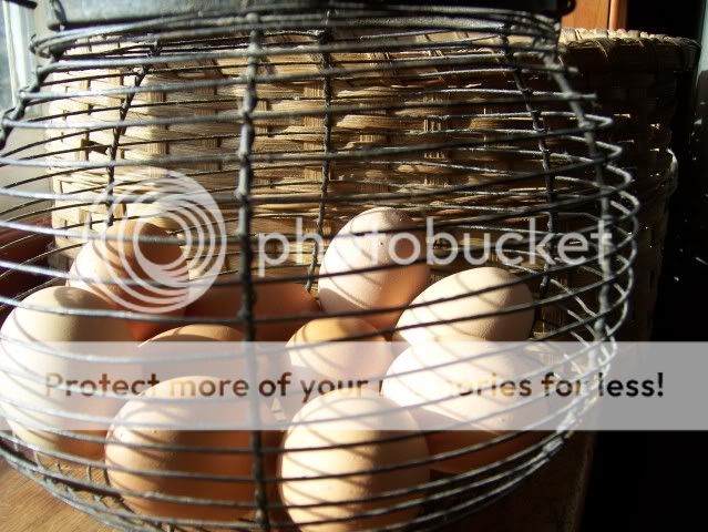 basket of eggs