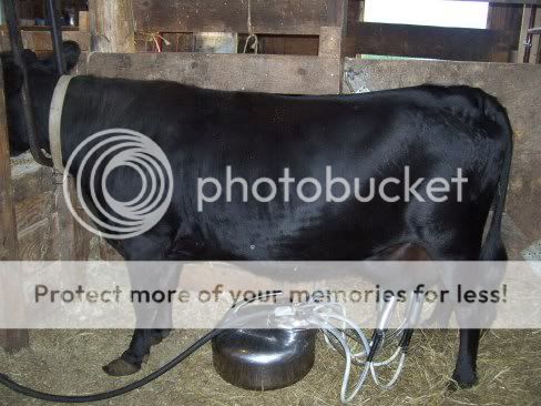 Jersey X Dexter's - Cattle