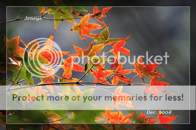 Photobucket - Video and Image Hosting