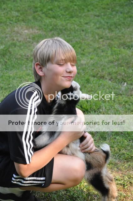 Goat kisses and hugs - Goats