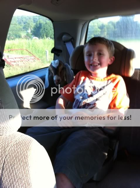 Excuse me, but there's a goat in your van. - Goats