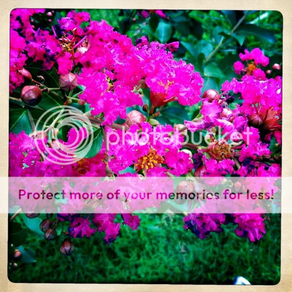 Please, someone send an new pic of the day thread! - Homesteading Questions