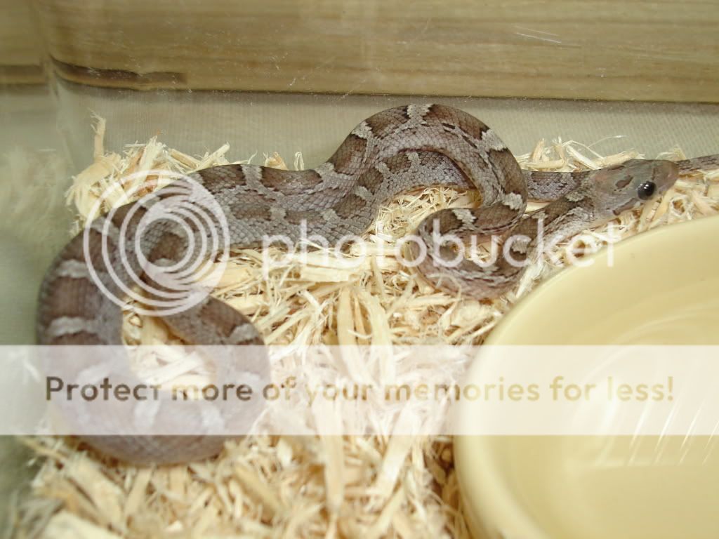BabyCorns005.jpg