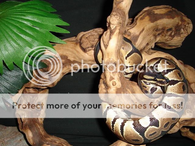 petspics003.jpg