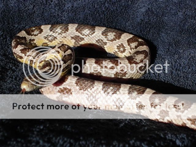 petspics005.jpg