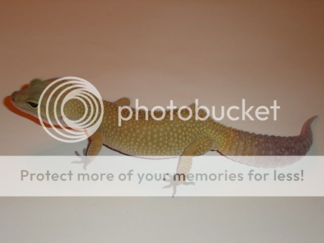 petspics006.jpg