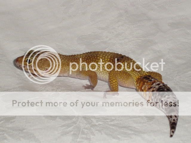 petspics009.jpg
