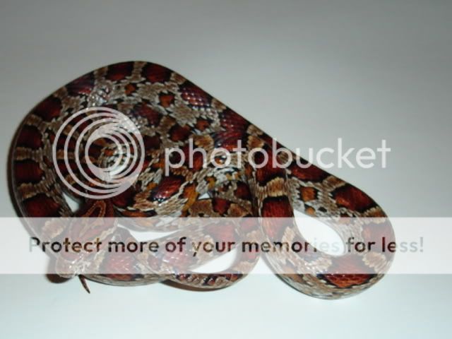 petspics010.jpg