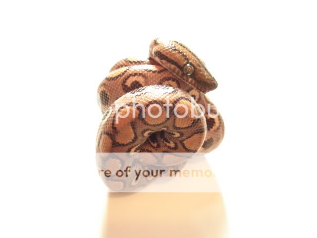 petspics015.jpg