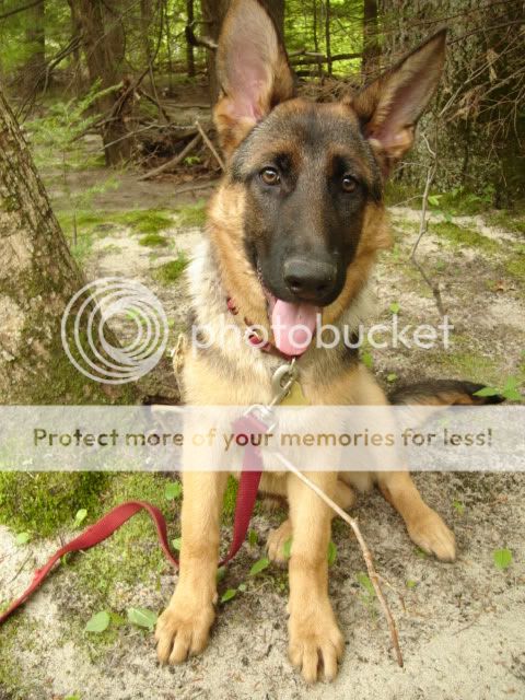 petspics049.jpg