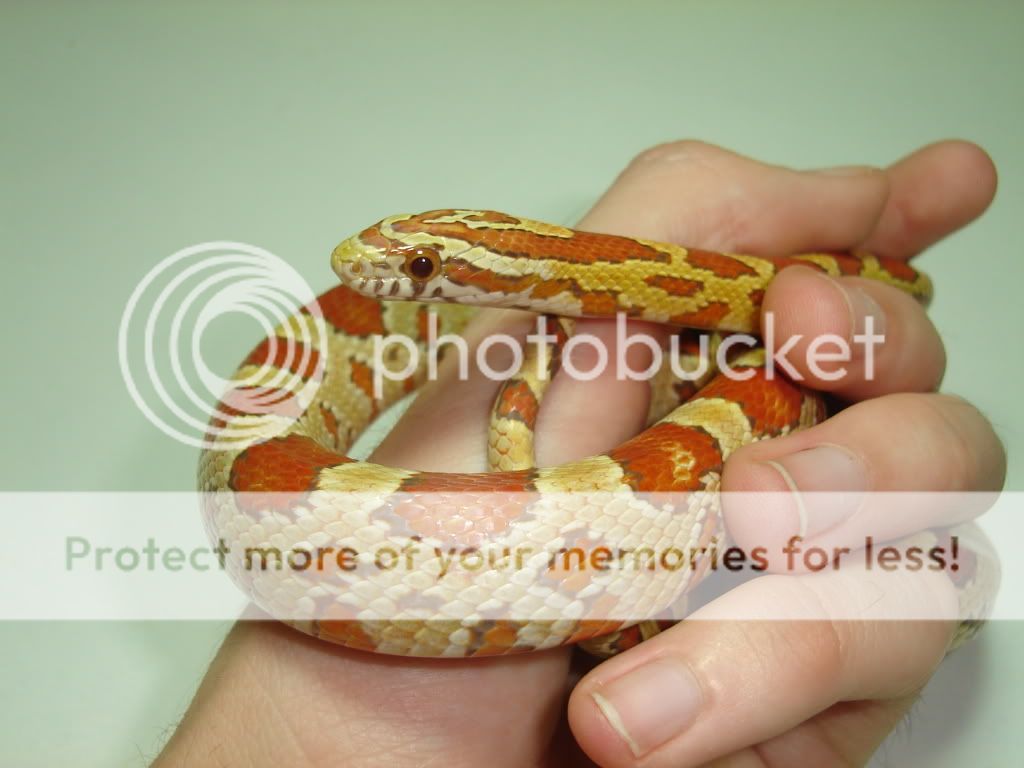 petspics061.jpg