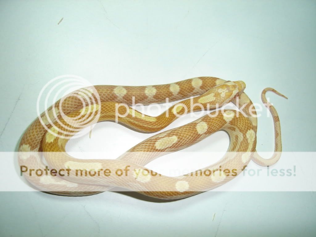 petspics063.jpg