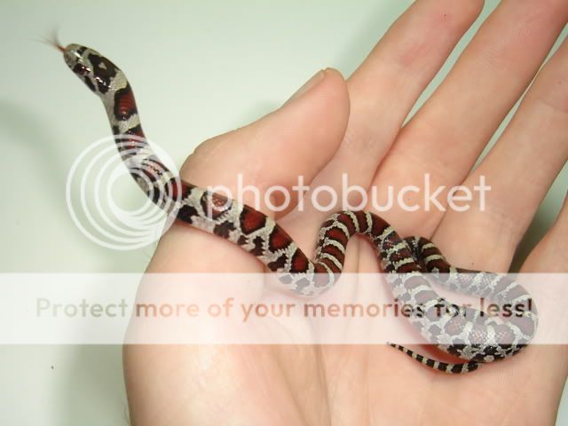 petspics064.jpg