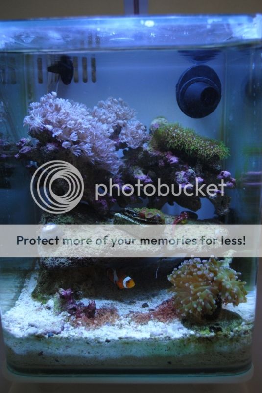 5g marineland portrait setup