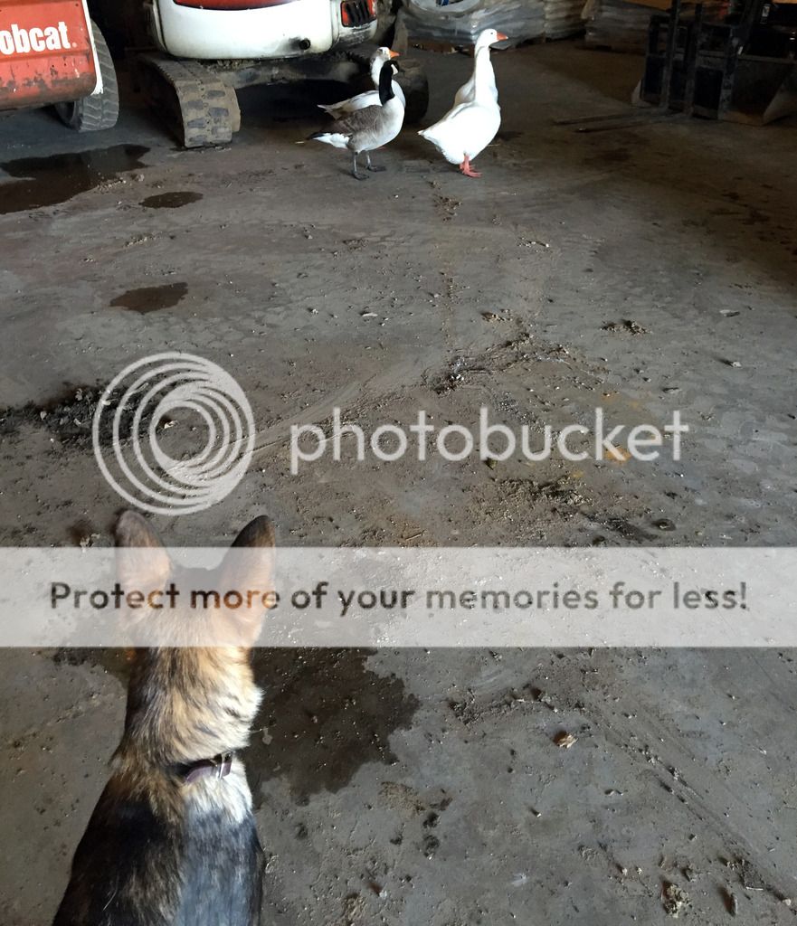 Help! My gad jumped the electric fence! German Shepherds Forum